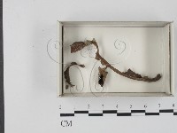登錄號:F0021198藏品圖，第1張