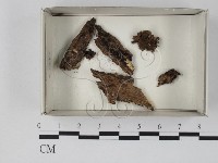 登錄號:F0021201藏品圖，第1張