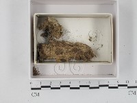 登錄號:F0021208藏品圖，第1張