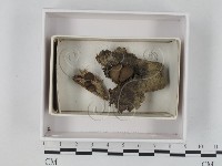 登錄號:F0021213藏品圖，第1張