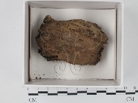 登錄號:F0021218藏品圖，第1張