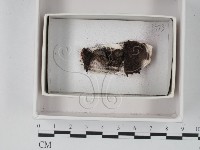 登錄號:F0021222藏品圖，第1張