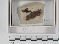 登錄號:F0021227藏品圖，第1張