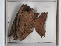 登錄號:F0021229藏品圖，第1張