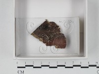 登錄號:F0021232藏品圖，第1張