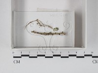 登錄號:F0021233藏品圖，第1張