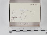 登錄號:F0021237藏品圖，第2張