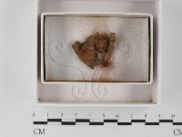 登錄號:F0021237藏品圖，第1張