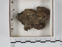 登錄號:F0021238藏品圖，第1張