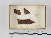 登錄號:F0021239藏品圖，第1張