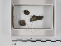 登錄號:F0021240藏品圖，第1張