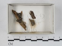 登錄號:F0021246藏品圖，第1張