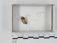 登錄號:F0021247藏品圖，第1張