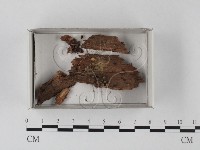 登錄號:F0021248藏品圖，第1張
