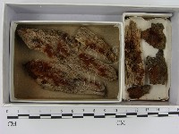 登錄號:F0021249藏品圖，第1張