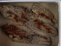登錄號:F0021249藏品圖，第3張