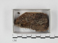 登錄號:F0021252藏品圖，第1張