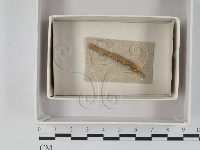 登錄號:F0021255藏品圖，第1張