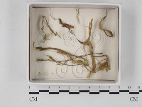 登錄號:F0021260藏品圖，第1張