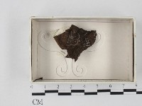 登錄號:F0021263藏品圖，第1張