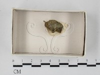 登錄號:F0021264藏品圖，第1張