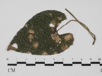 登錄號:F0021274藏品圖，第1張