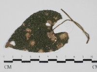 登錄號:F0021274藏品圖，第5張