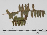 登錄號:F0021277藏品圖，第1張