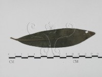 登錄號:F0021279藏品圖，第1張