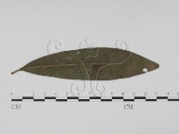 登錄號:F0021279藏品圖，第3張