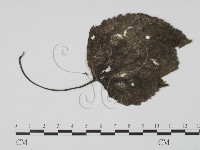 登錄號:F0021281藏品圖，第1張