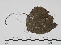 登錄號:F0021281藏品圖，第3張