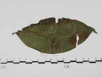 登錄號:F0021283藏品圖，第1張