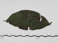 登錄號:F0021283藏品圖，第3張