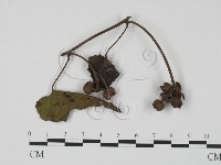 登錄號:F0021285藏品圖，第1張