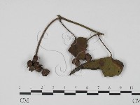 登錄號:F0021285藏品圖，第3張
