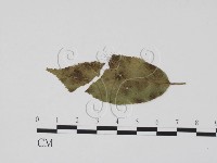 登錄號:F0021286藏品圖，第1張