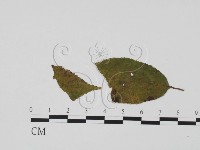 登錄號:F0021286藏品圖，第3張