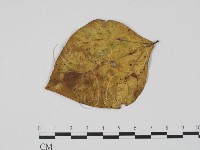 登錄號:F0021288藏品圖，第1張