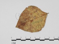 登錄號:F0021288藏品圖，第3張