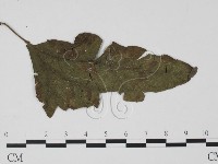登錄號:F0021289藏品圖，第1張