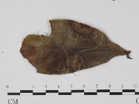 登錄號:F0021291藏品圖，第1張
