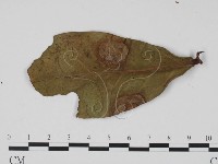 登錄號:F0021291藏品圖，第3張
