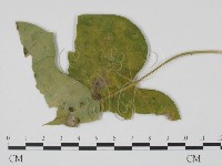 登錄號:F0021292藏品圖，第3張