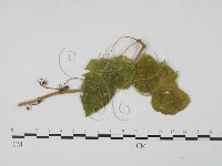 登錄號:F0021293藏品圖，第1張