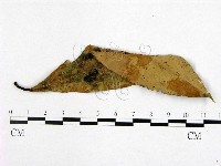 登錄號:F0021295藏品圖，第1張