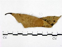 登錄號:F0021295藏品圖，第3張