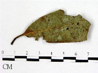 登錄號:F0021296藏品圖，第1張