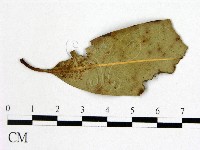 登錄號:F0021296藏品圖，第3張