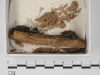 登錄號:F0021297藏品圖，第1張